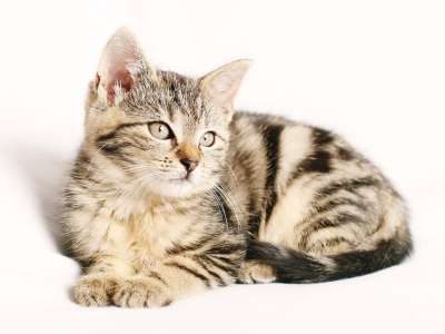 猫 小猫 宠物 有条纹的 年轻 猫科动物 猫画像 国内的