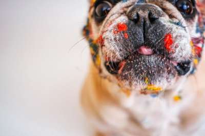 法国斗牛犬 狗 宠物 犬类 动物 毛皮 鼻子 哺乳动物 狗肖像