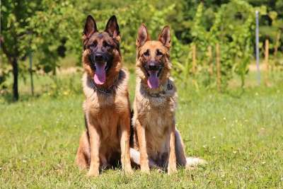 狗 国产 动物 德国牧羊犬 爱好 情侣 德国牧羊犬 德国牧羊犬