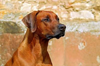 罗德西亚背脊犬 狗 看门狗 纯种狗 美丽的 可爱的 注意力 警惕的