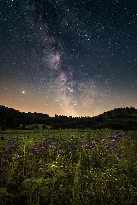 星空 花草甸 夜晚 银河 景观 宇宙 花朵 草地 星系 天文学