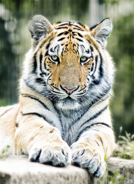 老虎 西伯利亚虎 大猫 动物园 捕食者 危险的 猫科动物 野生动物