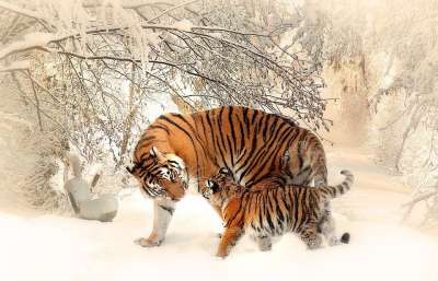 老虎 幼兽 雪 树木 森林 母亲和儿童 家庭 老虎家族 年轻