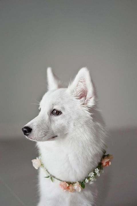 狗 宠物 犬类 动物 毛皮 鼻子 哺乳动物 狗肖像 动物世界