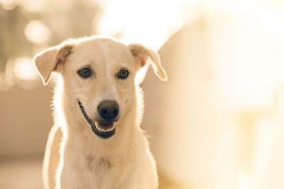 狗 宠物 动物 犬类 白狗 哺乳动物 肖像 狗肖像 国内的