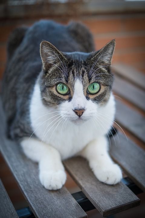 猫 小猫 宠物 猫科动物 动物 躺着 好奇的 好奇的猫 肖像