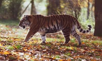 东北虎 老虎 捕食者 猎人 物种 动物群 野生动物 自然 动物