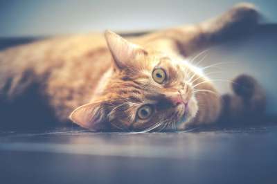 猫 宠物 虎斑猫 脸 胡须 毛皮 动物 国内的猫 猫科动物