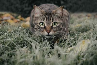 猫 虎斑猫 原野 宠物 动物 国内的猫 猫科动物 哺乳动物