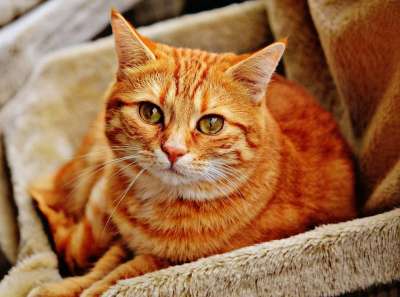 猫 虎斑猫 猫科动物 脸 猫脸 肖像 猫画像 可爱的 动物