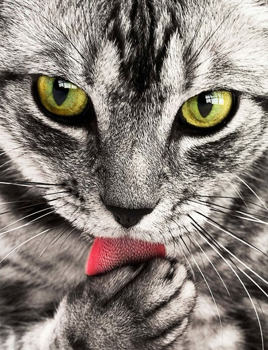 猫 宠物 舔 动物 虎斑猫 国内的猫 猫科动物 哺乳动物 可爱的