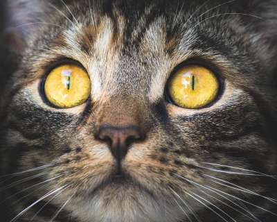 高清壁纸 猫 肖像 动物 家畜 家猫 眼睛 看法 虎猫 鲭鱼