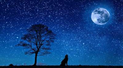 狼 月亮 树 剪影 嗥 嚎叫 狼嚎叫 单棵树 树剪影 星夜