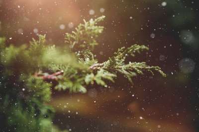 冬天 植物 枝杈 树 自然 雪花 来临 圣诞节的时候