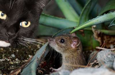 猫 鼠 动物 可爱的 抓 打猎 家猫 细心 捕食者 潜伏
