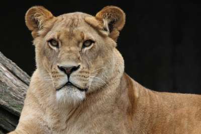 狮子 母狮 野生猫 大猫 猫科动物 动物 野生动物 中药利奥