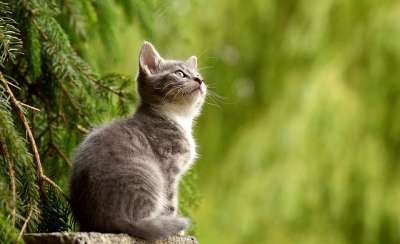 猫 年轻的动物 小猫 灰猫 灰色小猫 猫科动物 宠物 好奇的