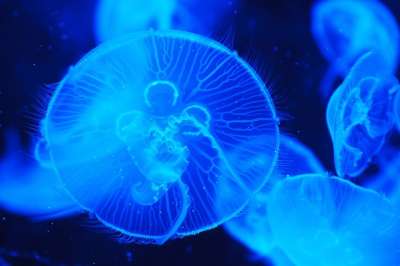 海 动物 海蜇 海洋动物 水下 海洋 蓝色的大海 蓝色的海洋