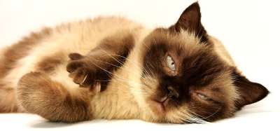 猫 家畜 短发 家猫 英国短毛猫 纯种 野生动物 品种猫 Bkh