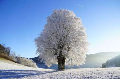 树 冬季景观 霜 分支 冰冷的 形成结晶 下雪的 冰晶 冻结