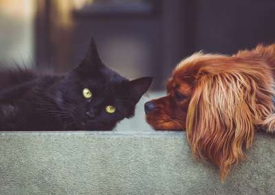 狗 猫 宠物 哺乳动物 动物 朋友们 友谊 棕色的狗 黑猫
