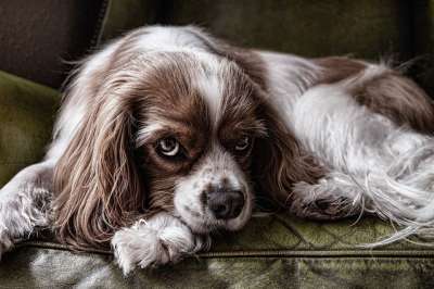 狗 动物 宠物 犬类 国内的 品种 纯种 谱系 毛茸茸的