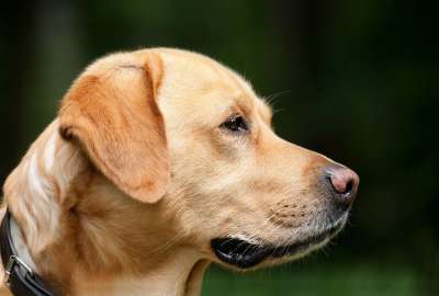 狗 拉布拉多犬 宠物 狗头 外形 狗项圈 衣领 犬类 狗肖像