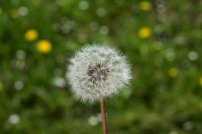 白鹭的Pisenlit 蒲公英花 种子在风中飞行 自然 野花 花草地