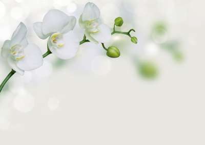 兰花 花 开花 散景 剪纸 装饰性的 邀请 情感 花的 祝贺