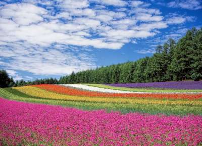 花场 花朵 原野 树木 领域的鲜花 草地 花草甸 针叶树 针叶