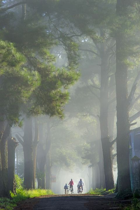 街道 树木 勘探 旅行 户外 森林 山 寒意 学习 孩子们