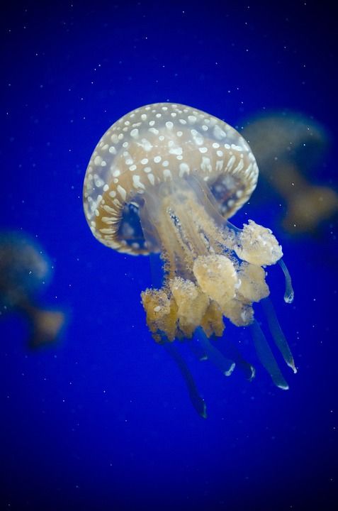 海蜇 动物 水下 海上的果冻 刺胞动物 海洋生命 海上生活