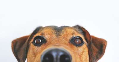 狗 看法 可爱的 动物肖像 眼睛 鼻子 头 忠诚 牧羊犬