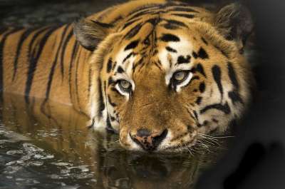 老虎 眼睛 洗澡 湮 野生猫 大猫 野生动物 荒野 野生动物摄影