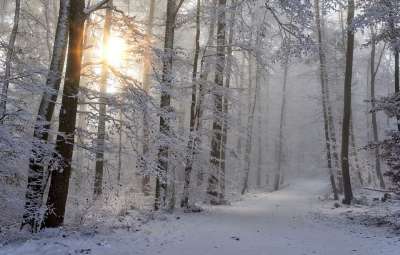 雪 冬天 森林 自然 寒冷的 雪景 冬季魔法 神秘 多雾路段