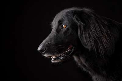 动物 狗 宠物 犬类 品种 哺乳动物 纯种狗 平涂猎犬 狗 狗