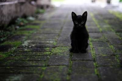 猫 黑色的 动物 宠物 头发 明星 黑和白 毛茸茸 猫 猫