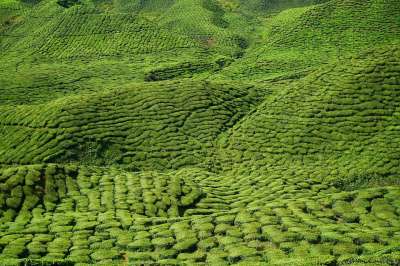 茶 原野 景观 丘陵 农场 绿色 花草茶 植物 种植园 茶花园