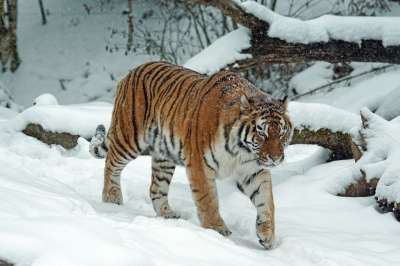 老虎 Amurtiger 捕食者 大猫 食肉动物 危险的 西伯利亚