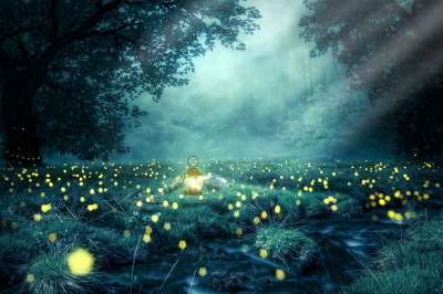 夜晚 森林 萤火虫 光 灯笼 自然 树 多雾路段 大自然壁纸