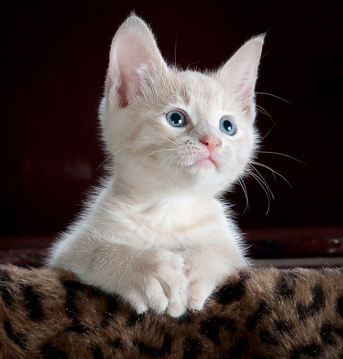 猫 小猫 宠物 基蒂 年轻的猫 动物 国内的猫 猫科动物