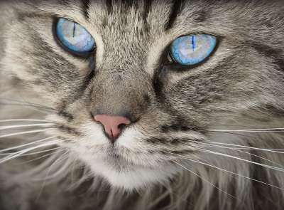 猫 虎斑猫 脸 胡须 宠物 动物 国内的猫 猫科动物 哺乳动物