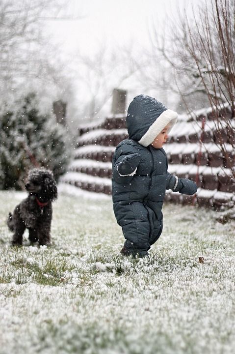 孩子 狗 雪 贵宾犬 学步的儿童 男孩 下雪 微型狮子狗 降雪