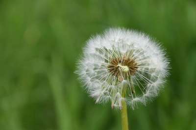 白鹭的Pisenlit 种子在风中飞行 蒲公英花 自然 野花 花草地