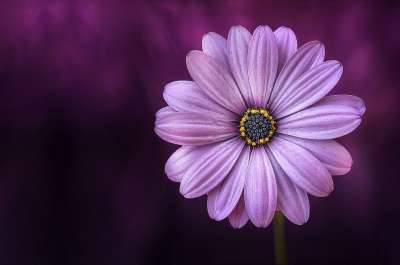 大自然壁纸 自然壁纸 高清壁纸 花 紫色的 花瓣 紫花 紫色花瓣