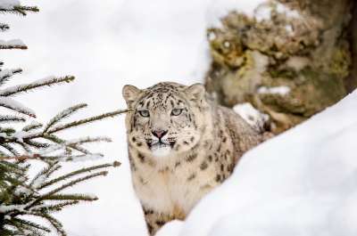 雪豹 豹 大猫 雪 冬天 动物园 野猫 猎人 荒野 肖像