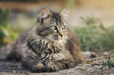 猫 猫科动物 宠物 动物 休息 户外 猫 猫 猫 猫 猫