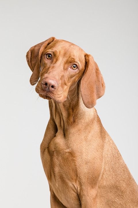 狗 宠物 犬类 动物 毛皮 鼻子 哺乳动物 肖像 狗肖像