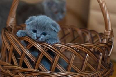 小猫 篮子 宠物 可爱的 动物 猫 基蒂 小的 哺乳动物 柳条