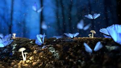 幻想 蝴蝶 蘑菇 森林 昆虫 毒菌 木头 神奇 童话 梦
